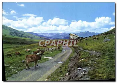 बेर्न घाटी — प्राकृतिक दृश्य गायों और घर के साथ — फोटोग्राफी ए. कैंपाना