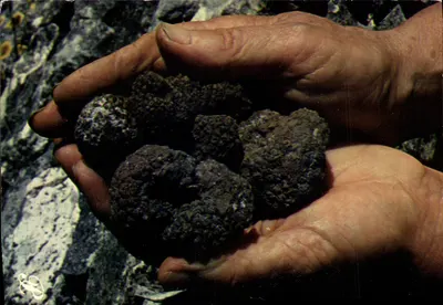 Truffes noires — collection — Prestige Quercy n° 469003-P3