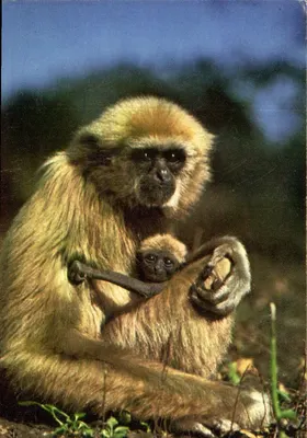 Macaco e seu filhote — Editado pelo Comité National de l'Enfance, Paris (VIIIe) — N° 3