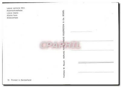 Lièvre branco alpino — Série 75 — Verlag W. Rauch & Co. SCUOL — Verso