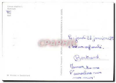 Cervus elaphus L. — Rothirsch — Stag — Hert — n° 58 — Verso