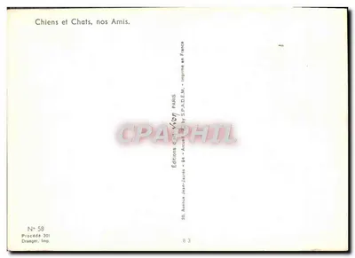 Cachorro - Cocker Spaniel - Edições Vivon — Verso
