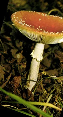 Champignon : Amanite — 75/1219