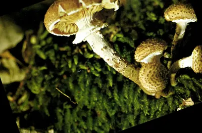 Champignons : Armillaires — Oeuvre des pupilles de l'école publique de la Manche