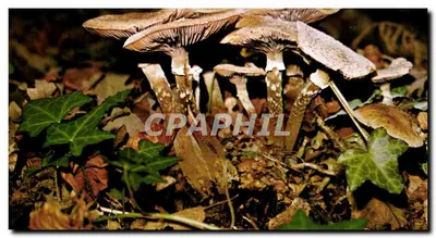 Champignons — obra dos alunos da escola pública de La Manche — editor Jacques Bazire