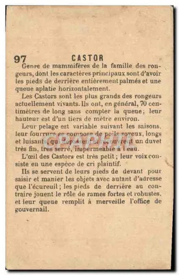 Castor — animal dans un paysage — éditeur 'CASTOR' n°97 — Verso