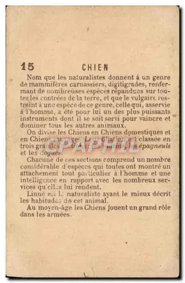 Pies — seria 15 — Rewers