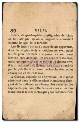 Hyena — seria 39 — wydawca nie widoczny — Rewers