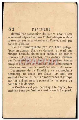 Panthère — illustration animale — éditeur non visible — Verso