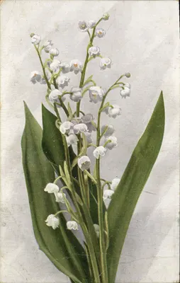 Lírio do vale — ilustração botânica — Trichromie artística, Muguet n° 45, Paris