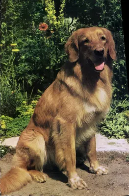 Cachorro Golden Retriever — jardim florido — editor não visível