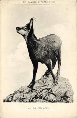 A Savóia Pitoresca — O Chamois — Gimy, n°163