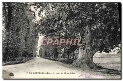 La Loupe (E.-et-L.) — Avenida do Grande Carvalho — Edit. Ch. Chambroy