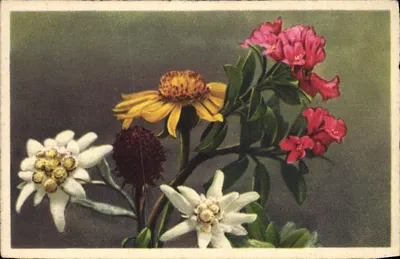 Alpine flowers — mixed bouquet — Post Card