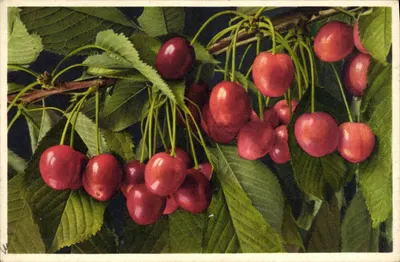Jabłka — Prunus avium — wydawca Thor & Ayger, Aarbergen, nr 820