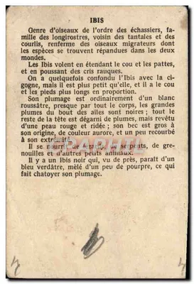 Ibis — pássaro tropical — carta postal educativa — Verso