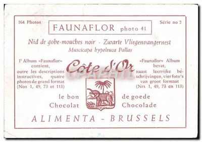 Ninho de gobe-mouches negro — Muscicapa hypoleuca — Série Faunaflor 2 foto 41 — Verso