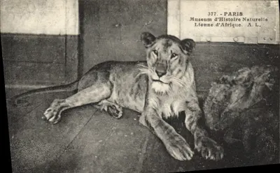 Leão da África — Museu de História Natural — Paris — n° 377