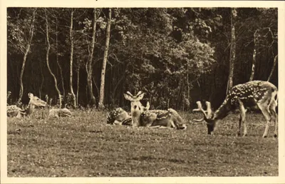 Cervos pseudaxises — Parque Zoológico de CLÈRES (Saine Inf.) — Edição do Parque Zoológico de Clères