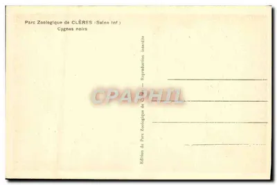 Parque Zoológico de Clères (Seine Inf) — Cisnes negros — Verso