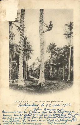 Conakry — Cueillette des palmistes — editor desconhecido, número de série não visível