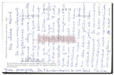 Ganso de Tadorna tadorna — coleção da Beale — English Life Publications Ltd, Derby — Verso