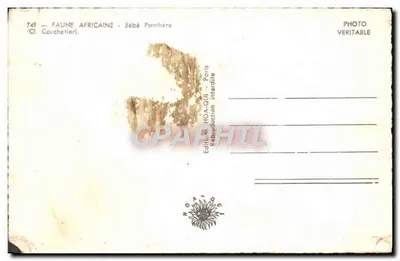 Bilhete postal moderno Fauna Africana Bebé Pantera — Verso