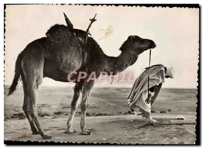 Deserto — A hora da oração — Edição « LA GOGNE » Argel