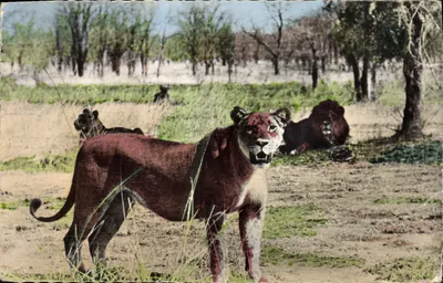 Leões e Leões-Fêmeas — Fauna Africana — Edição HOTA-QUI, Paris