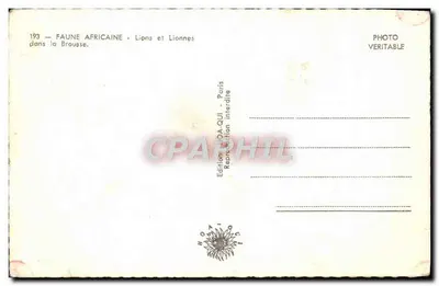 Leões e Leões-Fêmeas — Fauna Africana — Edição HOTA-QUI, Paris — Verso