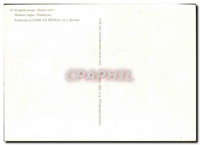 Palmier célérier — Flamboyant — Librairie Clairafrique — Rewers