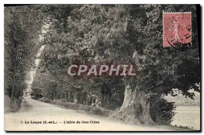 La Loupe (E.-st-L.) — A Avenida do Grande Carvalho — Chantilly, Ph.-Édit.