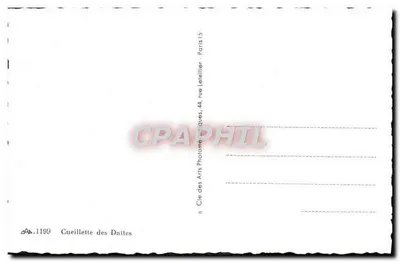 Colheita de Dátiles — n° 1199 — Verso