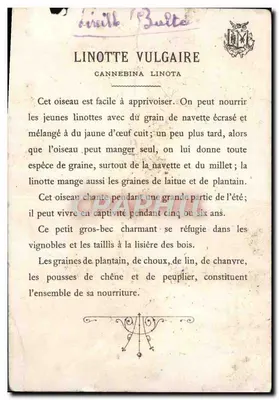 Linota zwyczajna — Cannebina linota — G. Hanty — Rewers