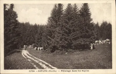Jougné (Doubs) — Piquenique entre os Pinheiros — Edições C. Besançon, n° 33766