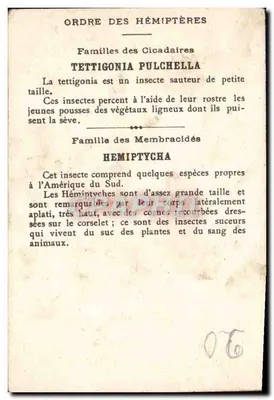Insetos Nocivos a Destruir — 1 Tettigonia Pulchella. 2 Hémipylycha — editor não visível — Verso