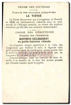 Insetos nocivos a serem destruídos — Tsétsé e Porta-lanternas chineses — série Os Insetos Nocivos — Verso