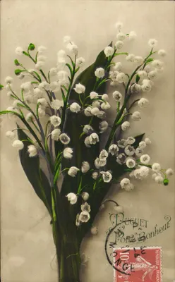 Arranjo de flores de muguet — reprodução — Puguet Porte Bonheur