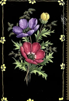 Flores — anémonas violetas e rosas sobre fundo preto — M.D. Paris, série n°6640