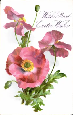 Flores de papoula — Páscoa — Tuck's Post Card n°129