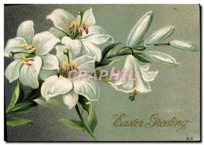 Lilases brancos — Carta de vœux de Páscoa — A.3