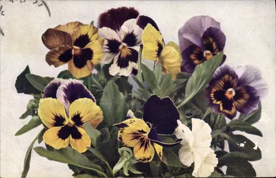 Flores de pensamento — Viola tricolor maxima — editor Série „Flora“