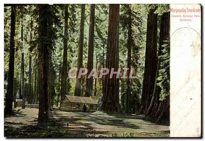 Mariposa Big Tree Grove — cabane en bois au milieu de séquoias géants — éditeur Chiaz Wäldner, San Francisco, Cal.