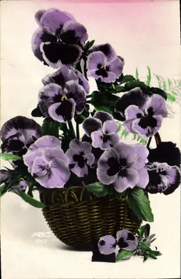 Pansies em um cesto — ABC 2912 — editor ABC