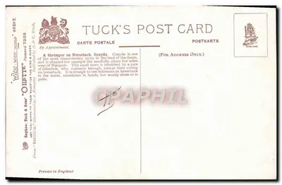 Pescatore a cavallo — Coxyde, Belgio — Tuck's Post Card n°7929 — Verso