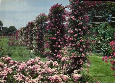 Ogród róż w Roger Williams Park — Providence, R.I. — wydane przez Max Silverstein & Son, P3501