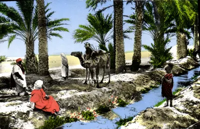 Bilhete postal antigo Biskra Na Oasis Camelo