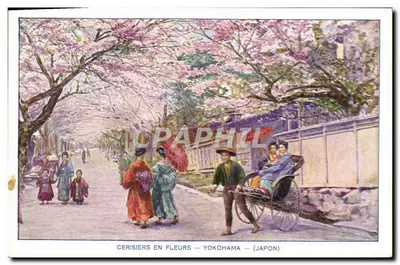 Cerejeiras em flor — Yokohama — (Japão)