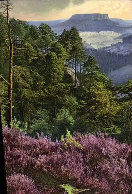 Heidekraut — seria 512, nr 826 — PHOTOCHROMIE