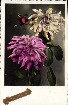 Kwiaty — urodziny — Wydawnictwo P.I. Hausmann (80)